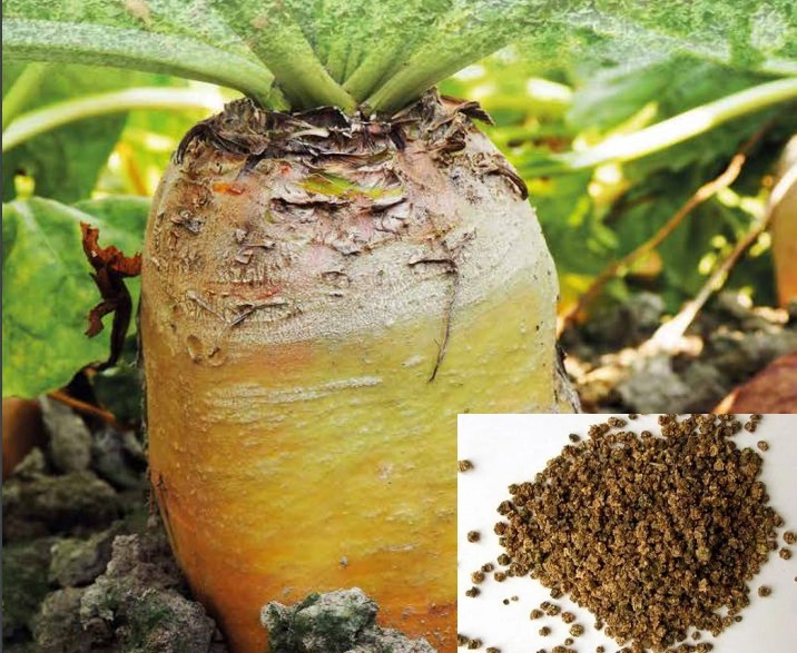 Сорт "Эккендорфская желтая"