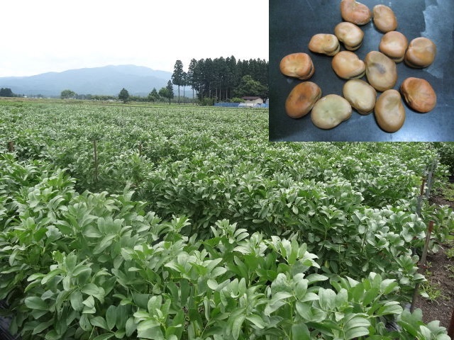 Сорт "Каракольский"